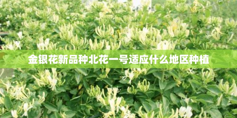金银花新品种北花一号适应什么地区种植