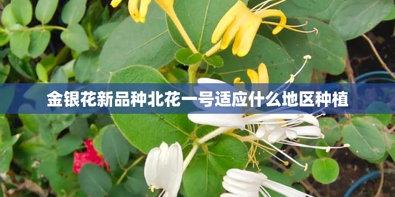 金银花新品种北花一号适应什么地区种植