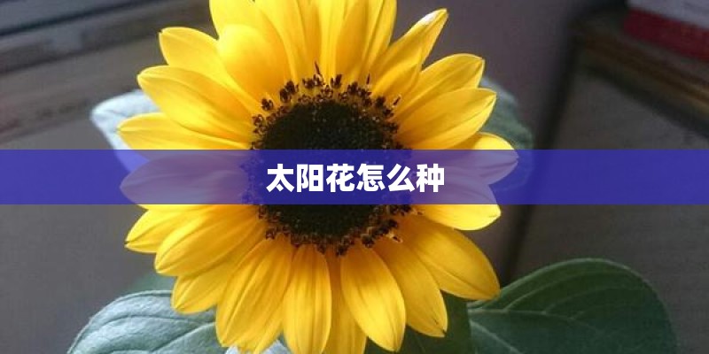 太阳花怎么种