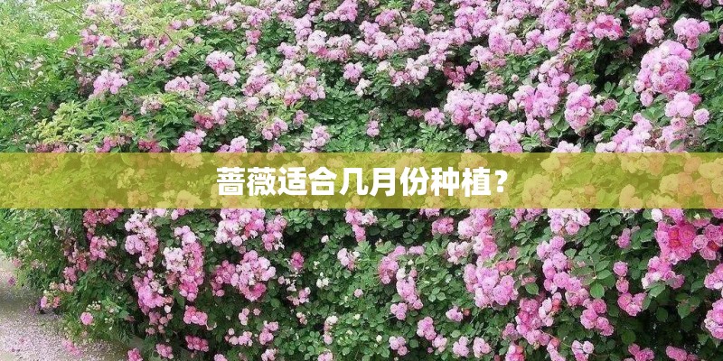 蔷薇适合几月份种植？