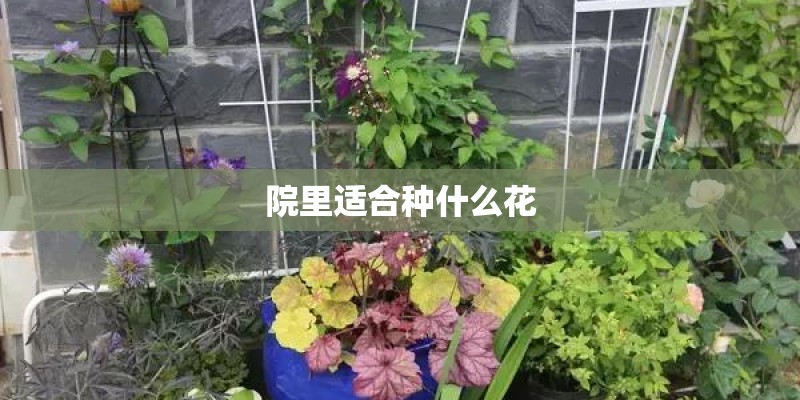 院里适合种什么花