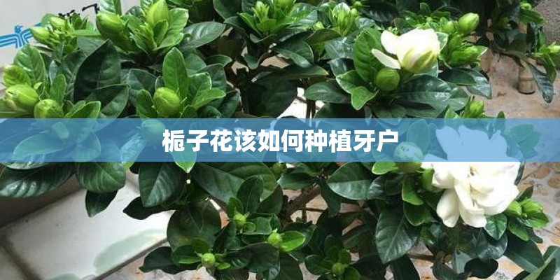 栀子花该如何种植牙户