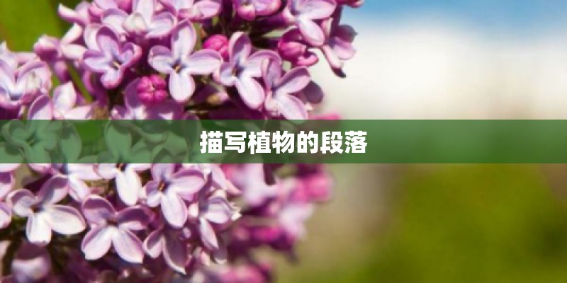 描写植物的段落