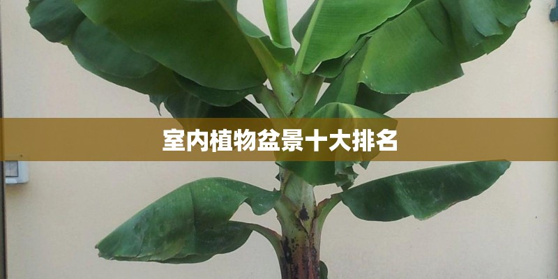 室内植物盆景十大排名