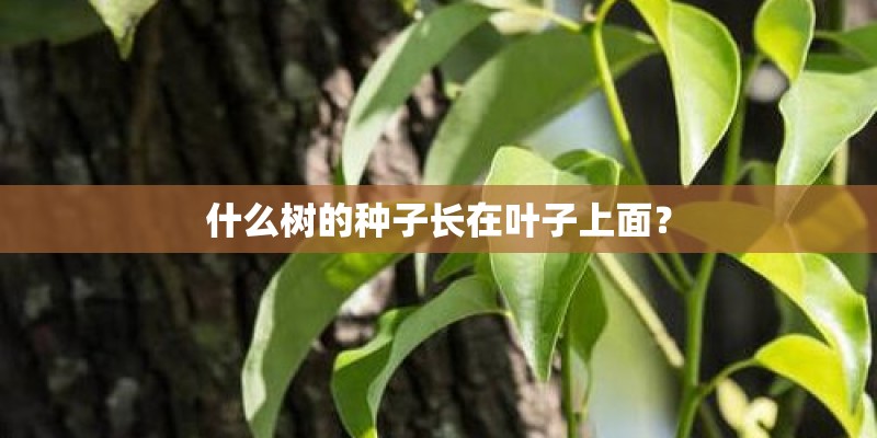 什么树的种子长在叶子上面？