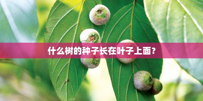 什么树的种子长在叶子上面？