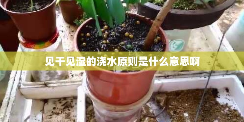 见干见湿的浇水原则是什么意思啊