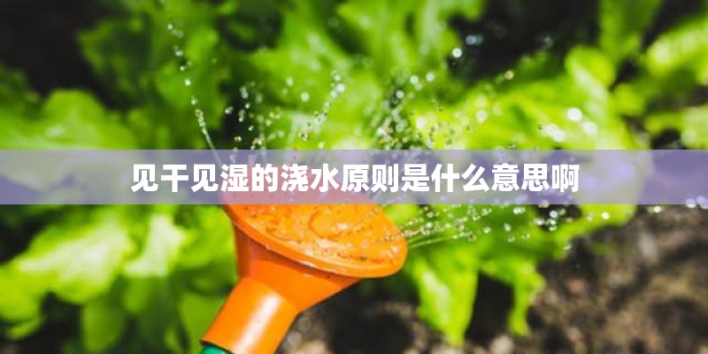 见干见湿的浇水原则是什么意思啊