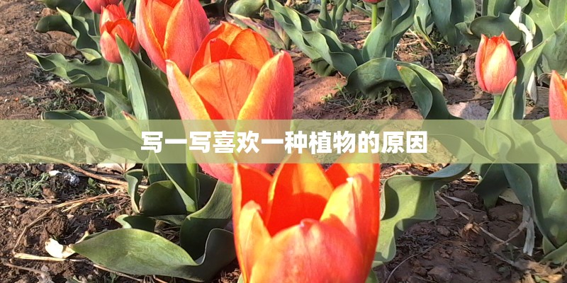 写一写喜欢一种植物的原因