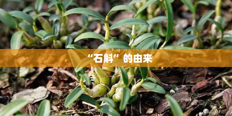 “石斛”的由来