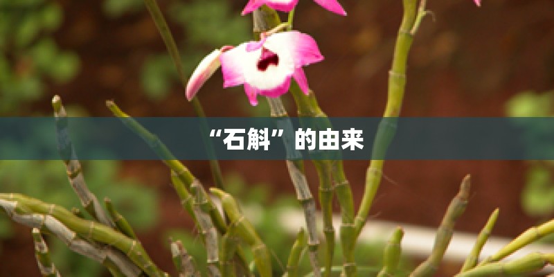 “石斛”的由来