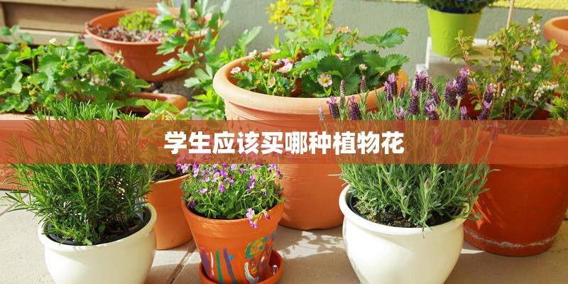 学生应该买哪种植物花