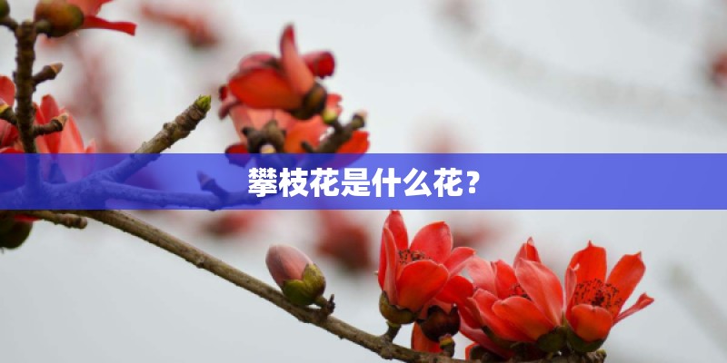 攀枝花是什么花？