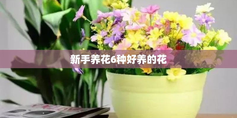 新手养花6种好养的花