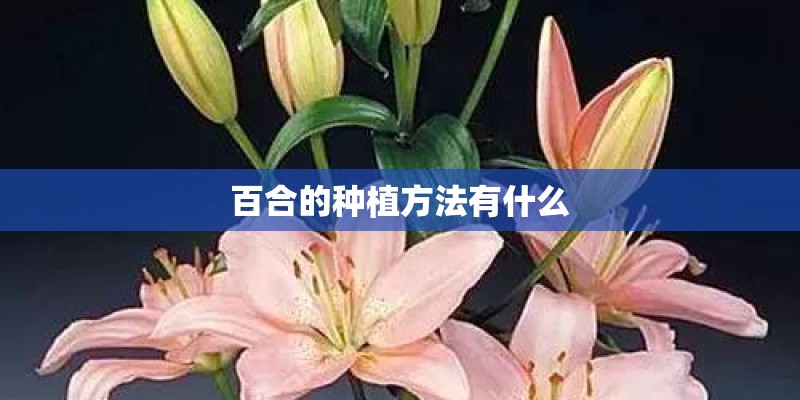 百合的种植方法有什么