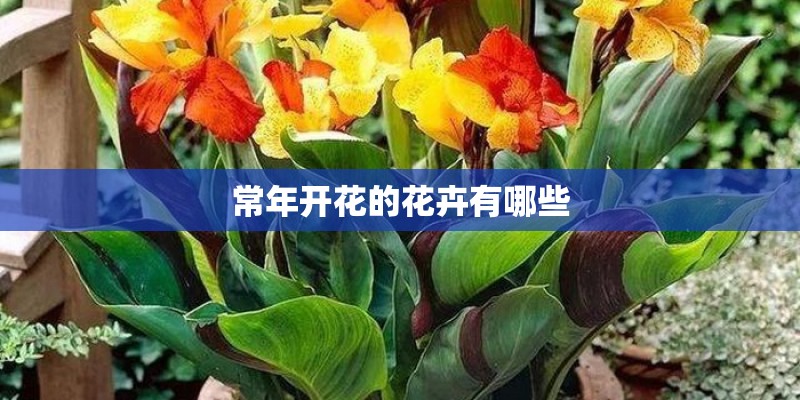 常年开花的花卉有哪些
