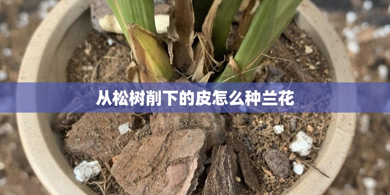 从松树削下的皮怎么种兰花