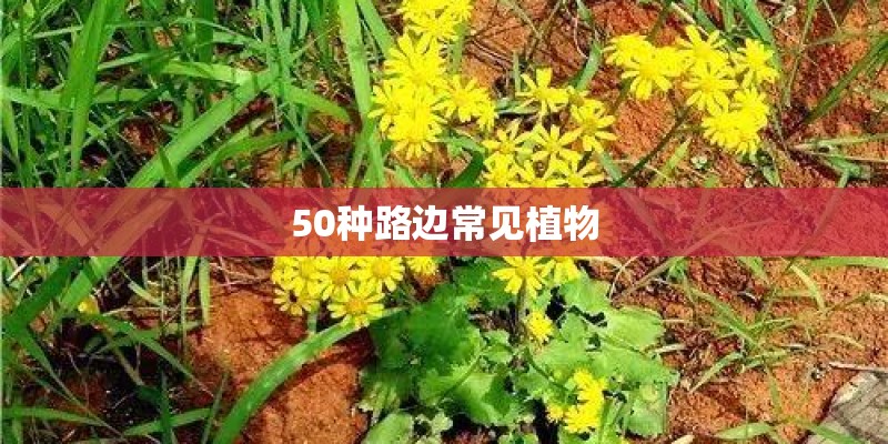 50种路边常见植物