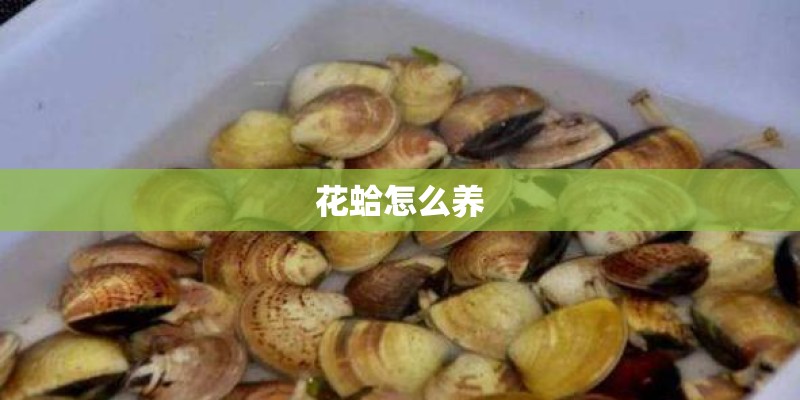 花蛤怎么养 花蛤怎么养