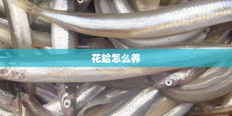花蛤怎么养 花蛤怎么养