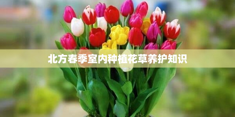 北方春季室内种植花草养护知识