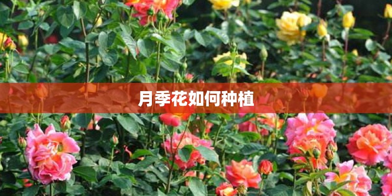 月季花如何种植