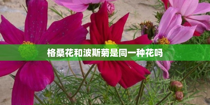 格桑花和波斯菊是同一种花吗