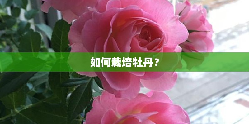 如何栽培牡丹？