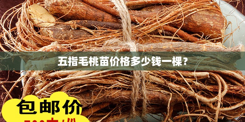 五指毛桃苗价格多少钱一棵？