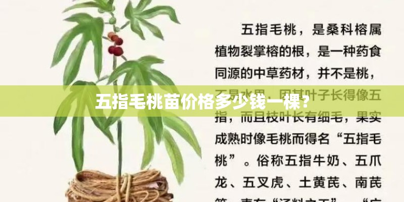 五指毛桃苗价格多少钱一棵？