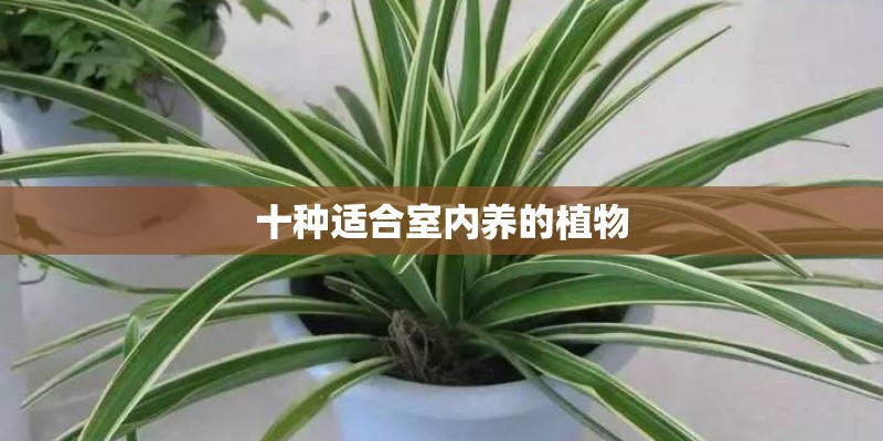 十种适合室内养的植物