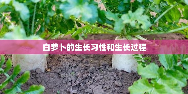 白萝卜的生长习性和生长过程