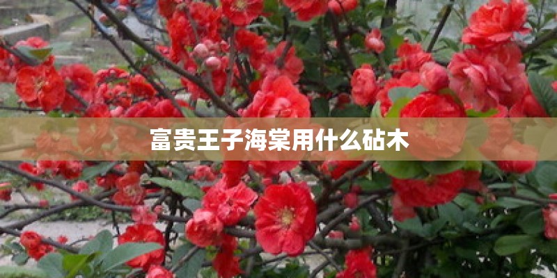 富贵王子海棠用什么砧木