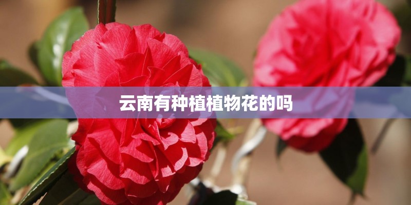 云南有种植植物花的吗