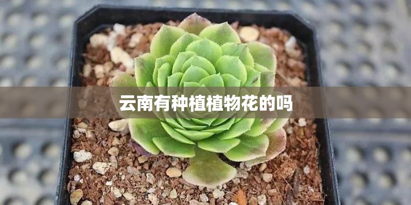 云南有种植植物花的吗