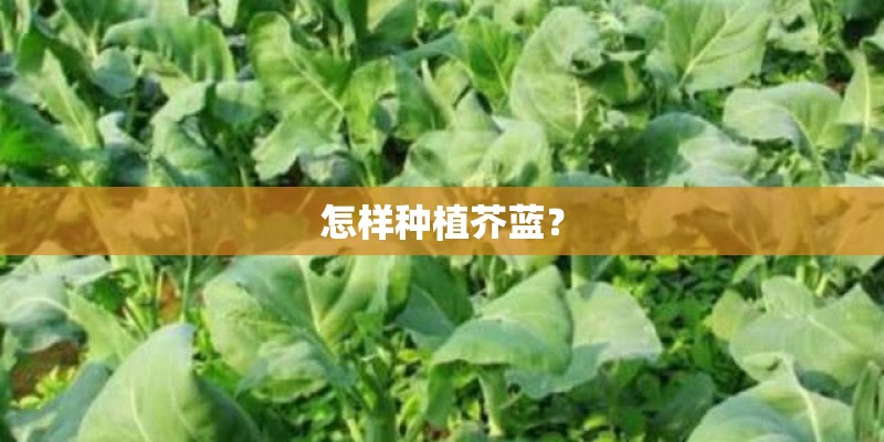 怎样种植芥蓝？