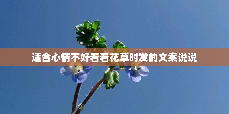 适合心情不好看看花草时发的文案说说