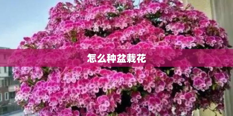 怎么种盆栽花