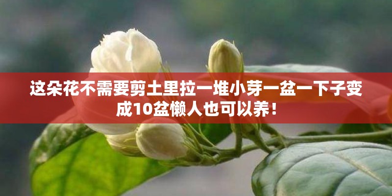 这朵花不需要剪土里拉一堆小芽一盆一下子变成10盆懒人也可以养！