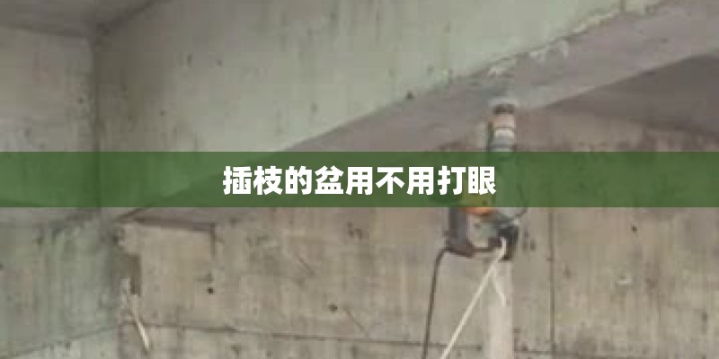 插枝的盆用不用打眼
