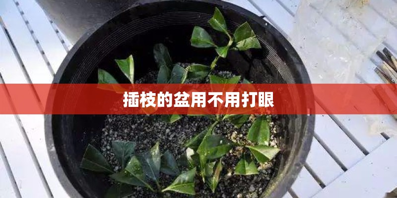 插枝的盆用不用打眼