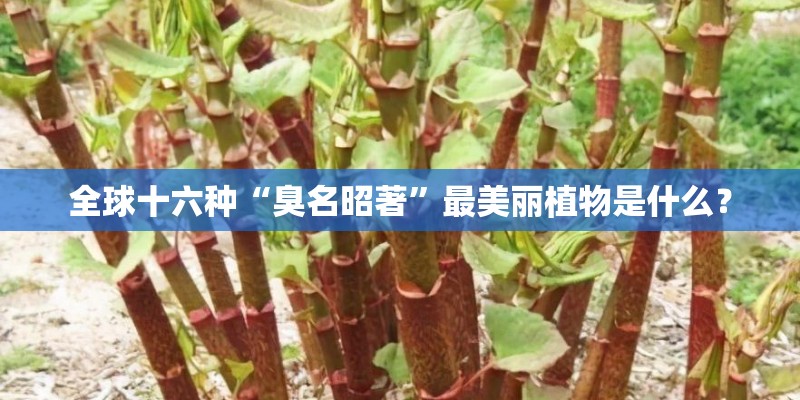 全球十六种“臭名昭著”最美丽植物是什么？
