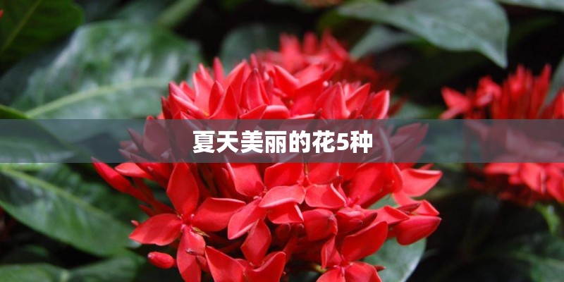 夏天美丽的花5种