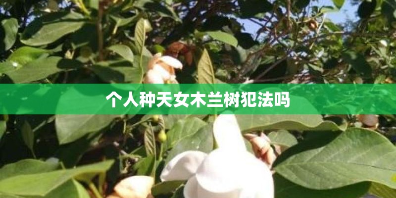 个人种天女木兰树犯法吗