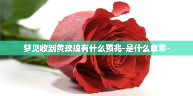 梦见收到黄玫瑰有什么预兆-是什么意思-