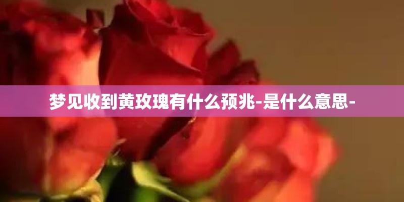 梦见收到黄玫瑰有什么预兆-是什么意思- 梦见收到黄玫瑰有什么预兆-是什么意思-