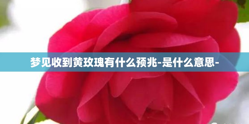 梦见收到黄玫瑰有什么预兆-是什么意思- 梦见收到黄玫瑰有什么预兆-是什么意思-