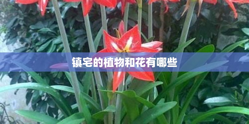 镇宅的植物和花有哪些