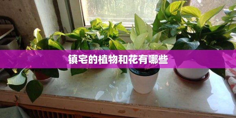镇宅的植物和花有哪些