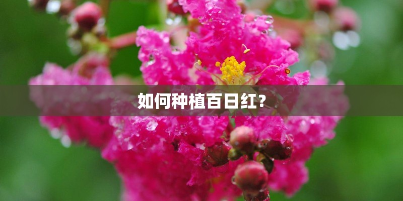 如何种植百日红？